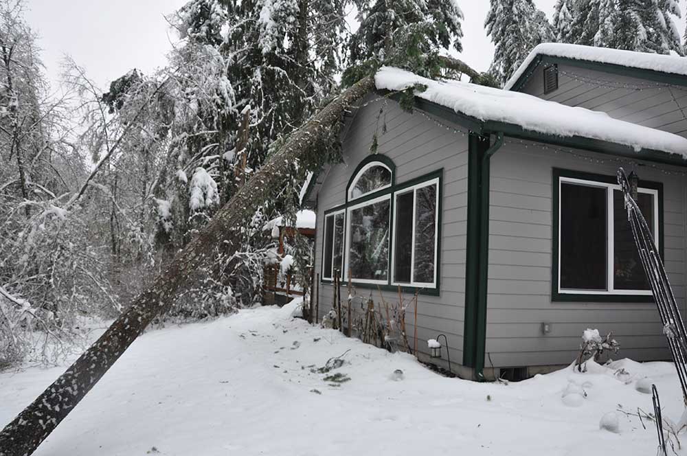 fallen tree on house